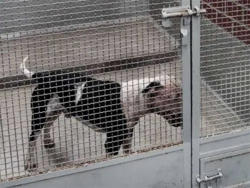 Perros que asesinaron a niña sólo eran liberados para comer