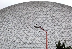 Confirman que especies del Aviario están en Flor del Bosque