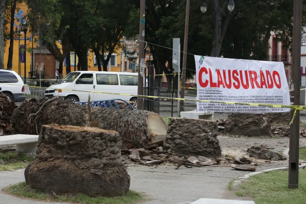 Medio Ambiente evita tala de palmeras en la Avenida Juárez, Analco y Parque Juárez
