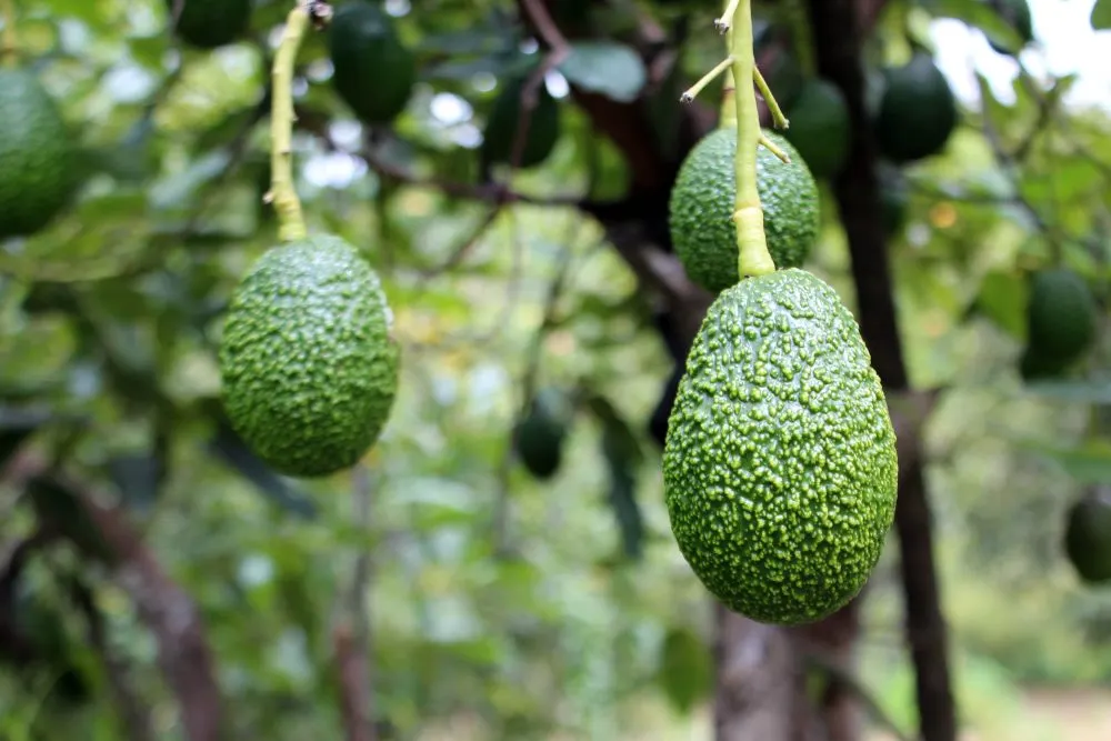 Vincula SDR a productores de aguacate con tiendas de autoservicio