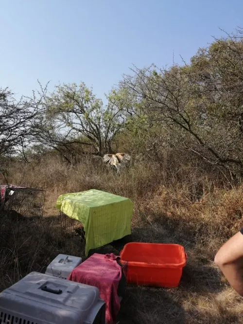Reintegra Profepa a su hábitat a 28 ejemplares de fauna silvestre en el Parque Flor del Bosque