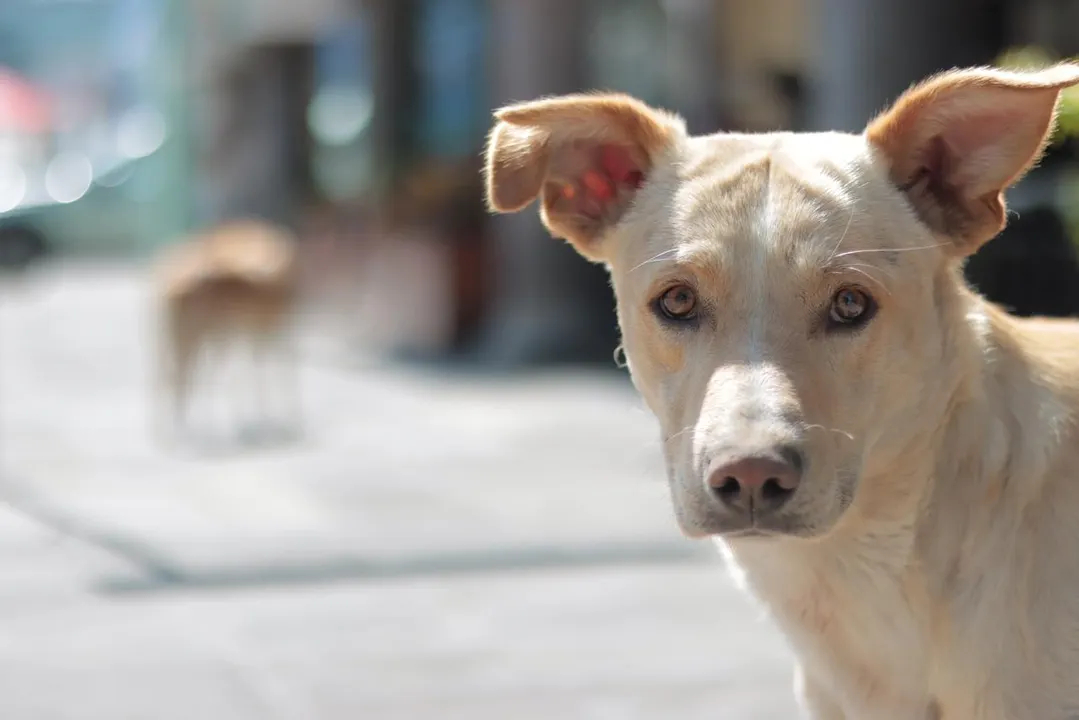 perro