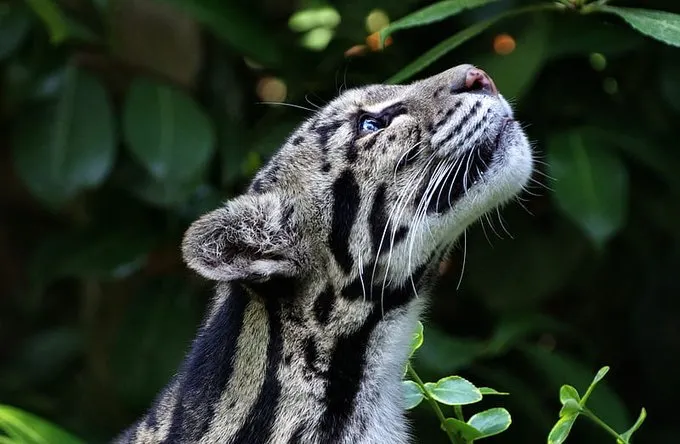 Leopardo Nublado