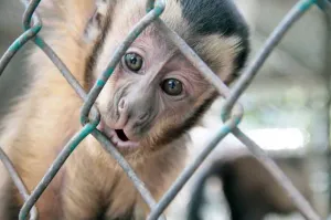 Niega juzgado amparo a El Club de los Animalitos