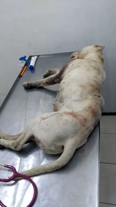 Piden castigo a elementos de la SSC que no impidieron ataque y muerte de un Pitbull