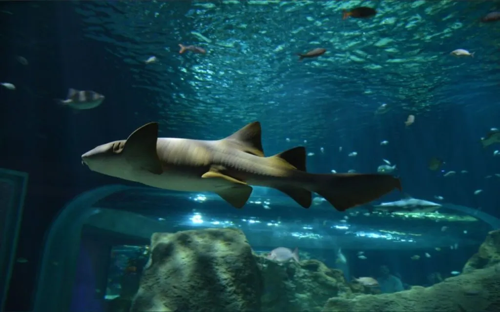 Acuario Michin Puebla
