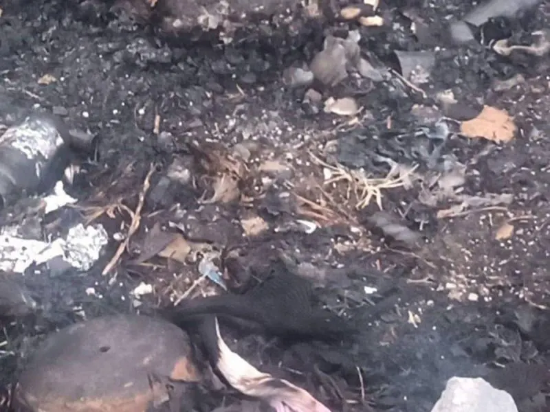 Encuentran restos de dos cuerpos dentro de bolsas negras en Hidalgo