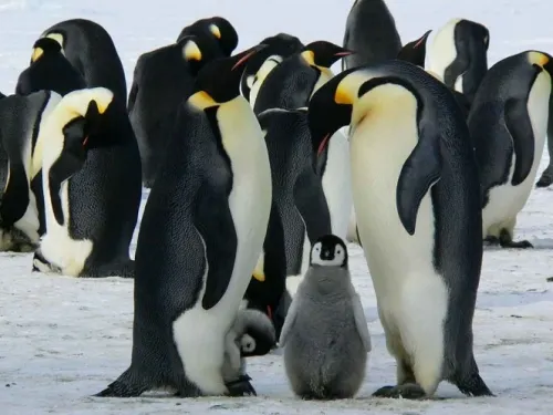 Hallan señales de nuevas colonias de pingüinos emperador