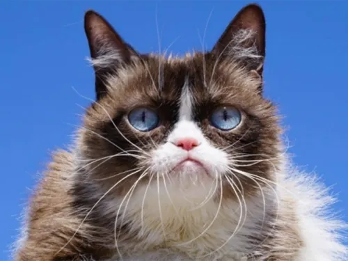 Muere la famosa gatita ‘Grumpy Cat’ ¡Lloran en las redes!