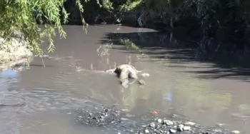 Localizan cadáver de un hombre flotando en el río Alseseca, a la altura de San Francisco Totimehuacan