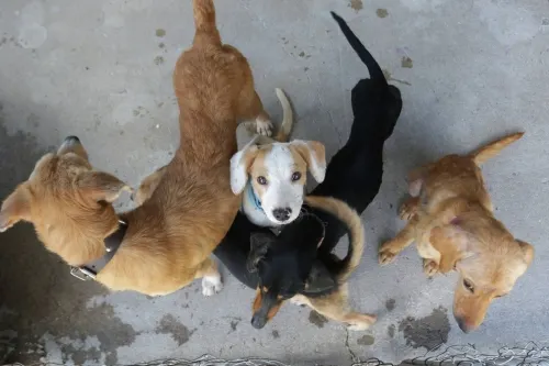 Mueren tres perros rescatados de Bosques de San Sebastián
