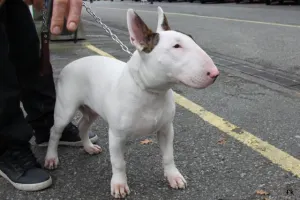 Capturan a dueña de bull terrier que atacó a mujer