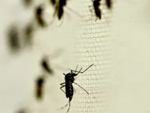 Se disparan casos de zika en Yucatán; 10 son mujeres embarazadas