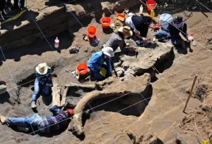 Arqueólogos siguen trabajando en restos de mamut
