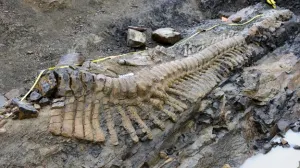 Paleontólogos siguen rescatando cola de dinosaurio en Coahuila
