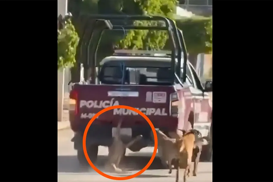 Perro Arrastrado Por Patrulla San Felipe Xochiltepec