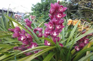 Asegura Profepa orquideas y bromelias en operativo en Huauchinago