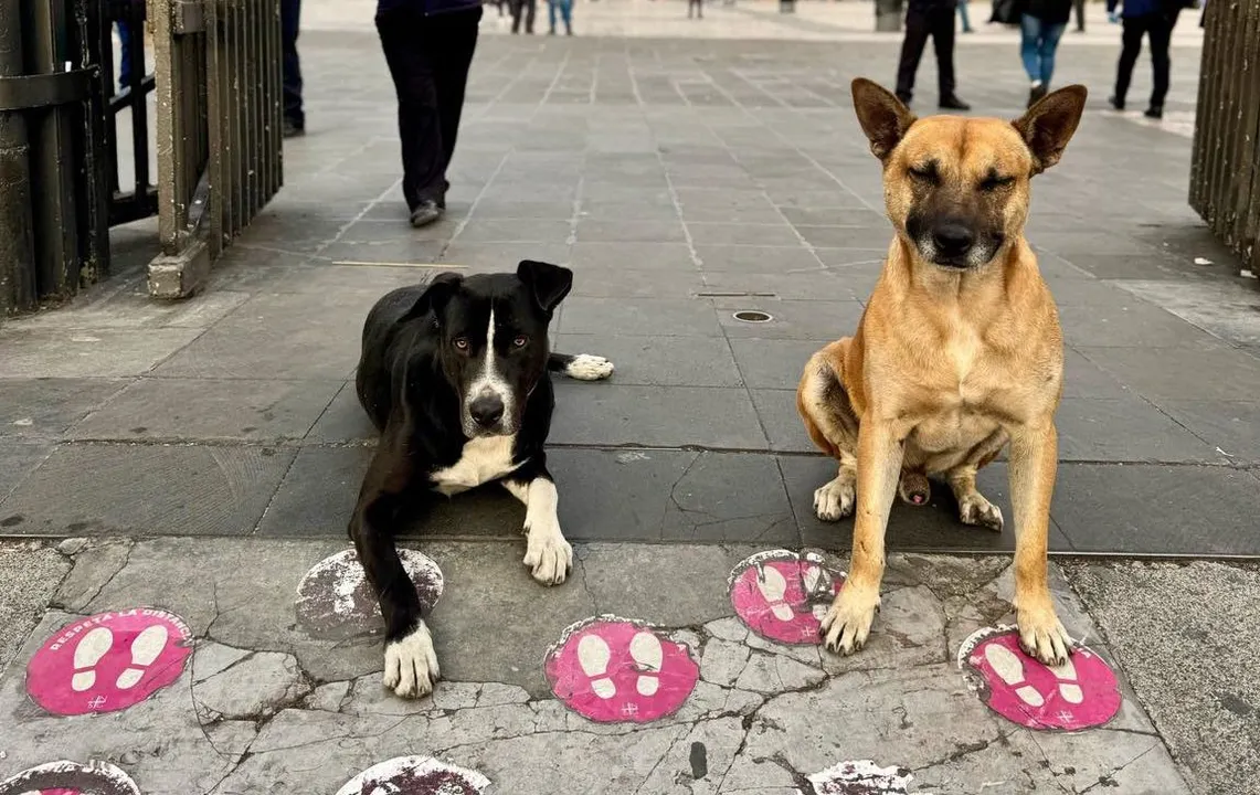 Mundo Patitas