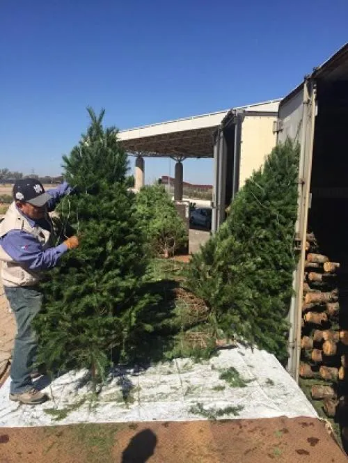 Arranca programa de verificación a la importación de árboles de navidad, temporada 2018: PROFEPA