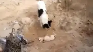 VIDEO: Perro le da una sepultura digna a su compañero