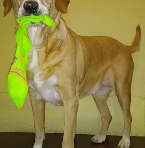 Día Mundial del Perro