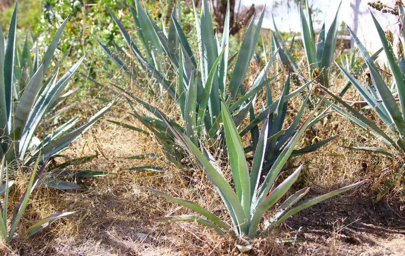 Planta de Mezcal