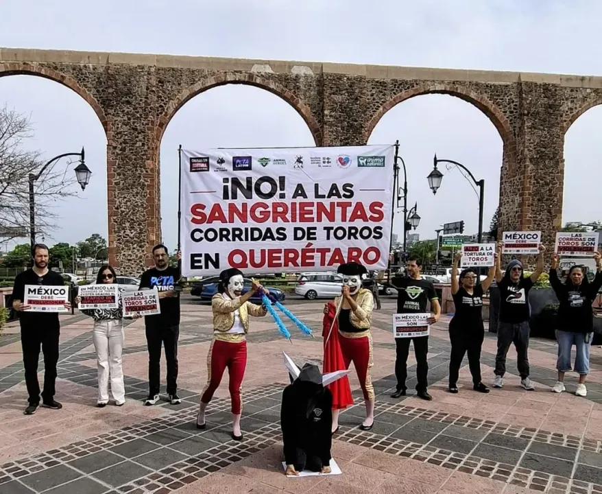 Animal Heroes Corridas De Toros Queretaro