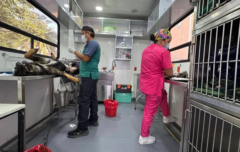 atlixco-jornada-esterilizacion-mascotas
