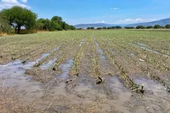 Recorre SDR cultivos afectados por granizada en ocho municipios
