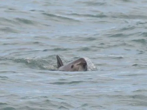 Logra misión de rescate 32 avistamientos de vaquitas
