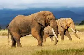 Elefante mata a investigador colombiano en Uganda