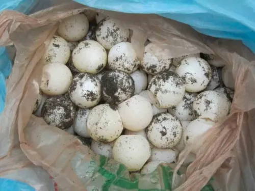 Profepa y la Guardia Nacional aseguran 18 mil huevos de tortuga en Oaxaca