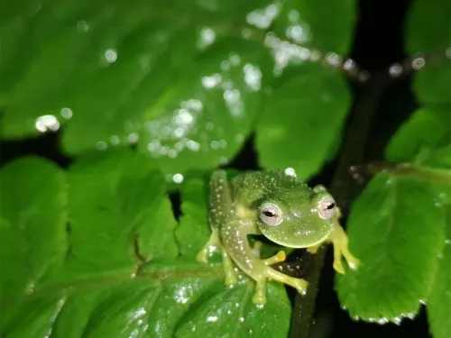 La ‘Rana de cristal’ se pensaba extinta; reaparece en Bolivia