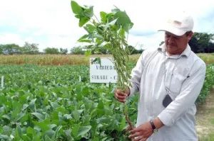 Anula SCJN permiso a Monsanto para sembrar soya transgénica