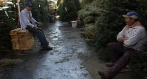Para vendedores de pinos, “amarga” Navidad por Trump y el dólar