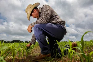 Otorgan más de un millón de pesos a productores dañados por Earl
