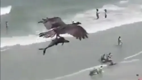 Captan el momento en que águila atrapa a un tiburón