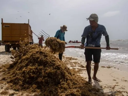 Recolectan más de 66 mil toneladas de sargazo en playas de Quintana Roo