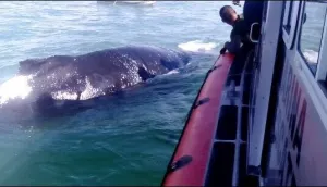 Liberan ballena jorobada atrapada en una red en el Alto Golfo de California